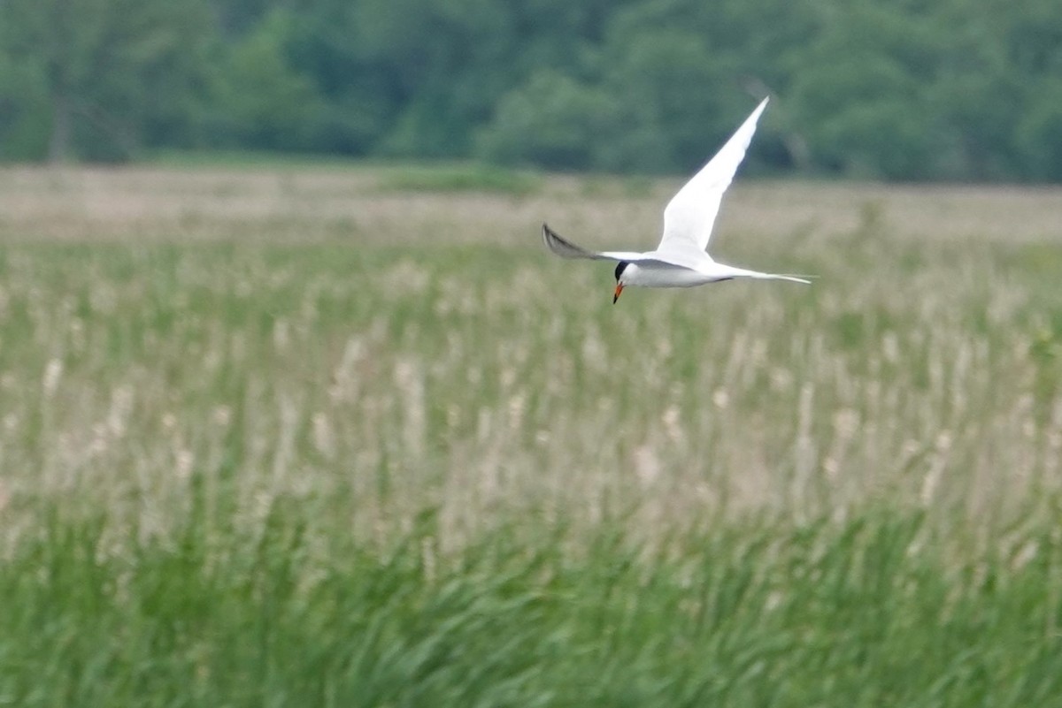 Forster's Tern - ML620157089