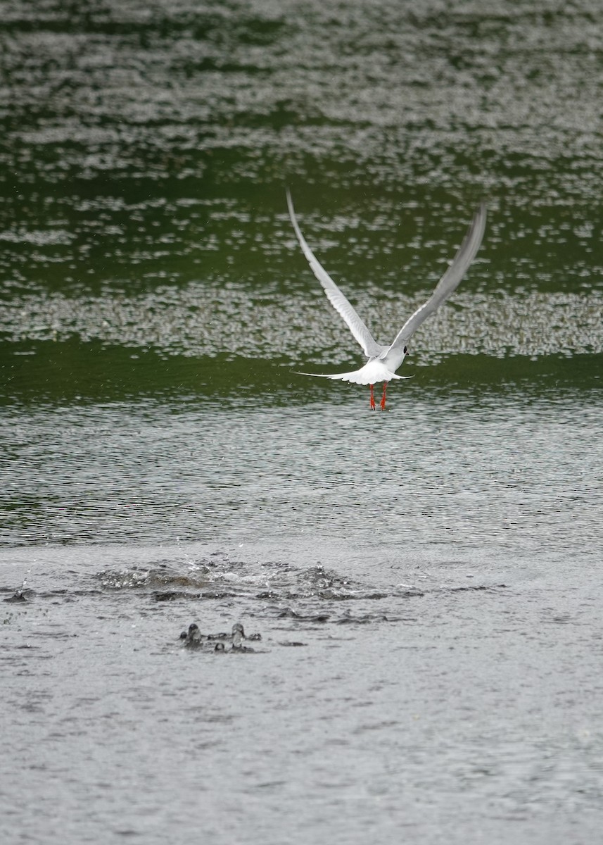 Forster's Tern - ML620157091