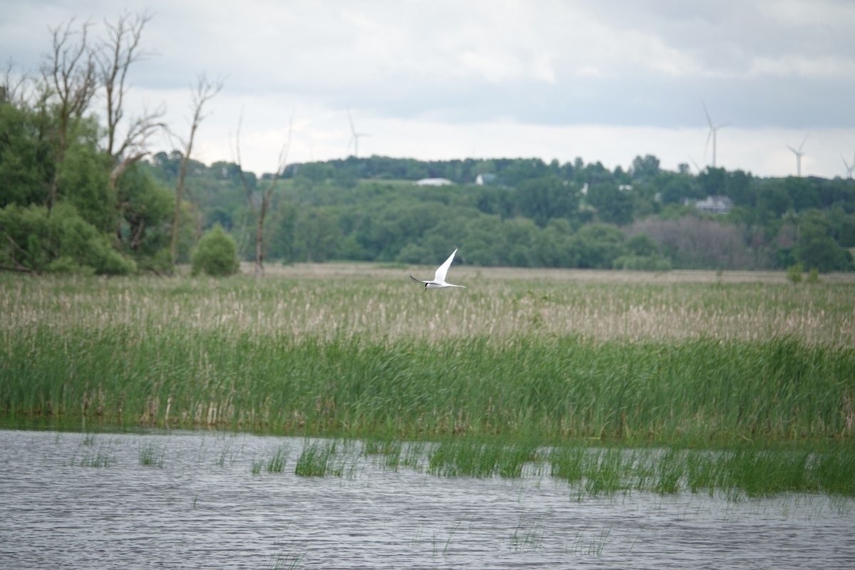 Forster's Tern - ML620157092