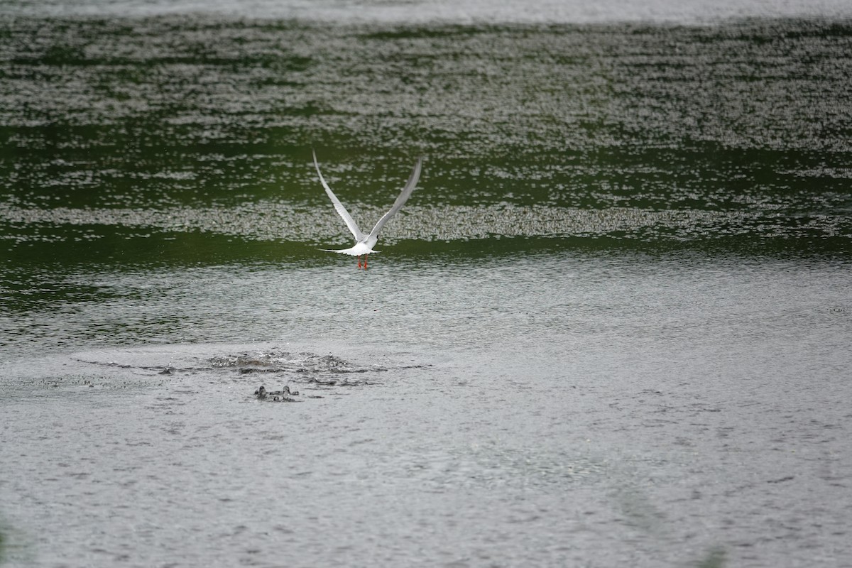 Forster's Tern - ML620157093