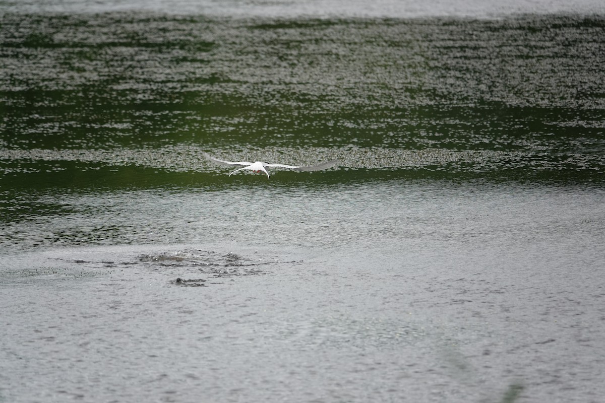 Forster's Tern - ML620157094