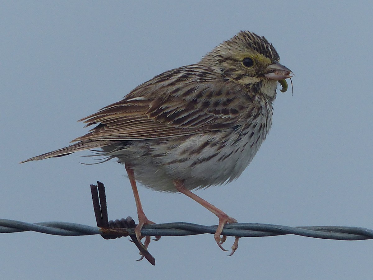 Savannah Sparrow - ML620157098