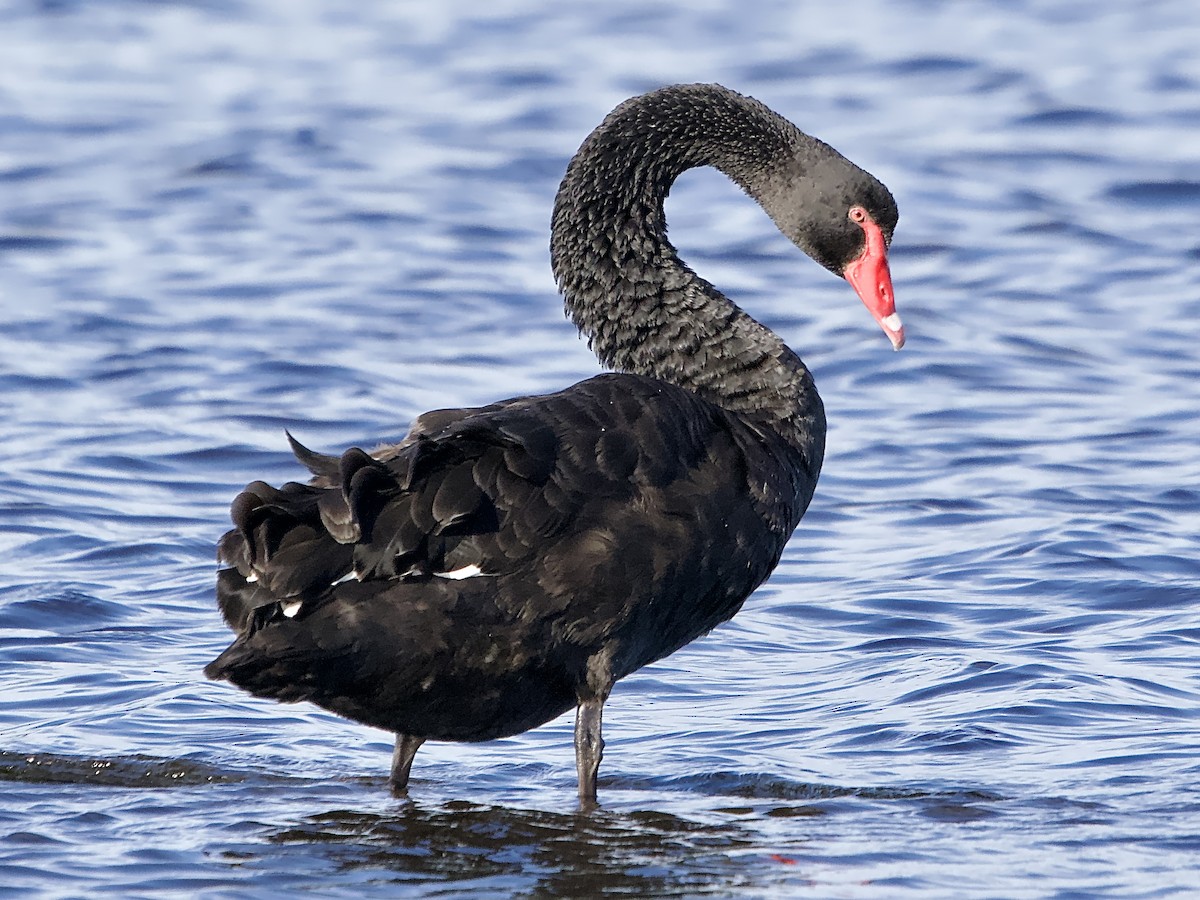 Black Swan - ML620157114