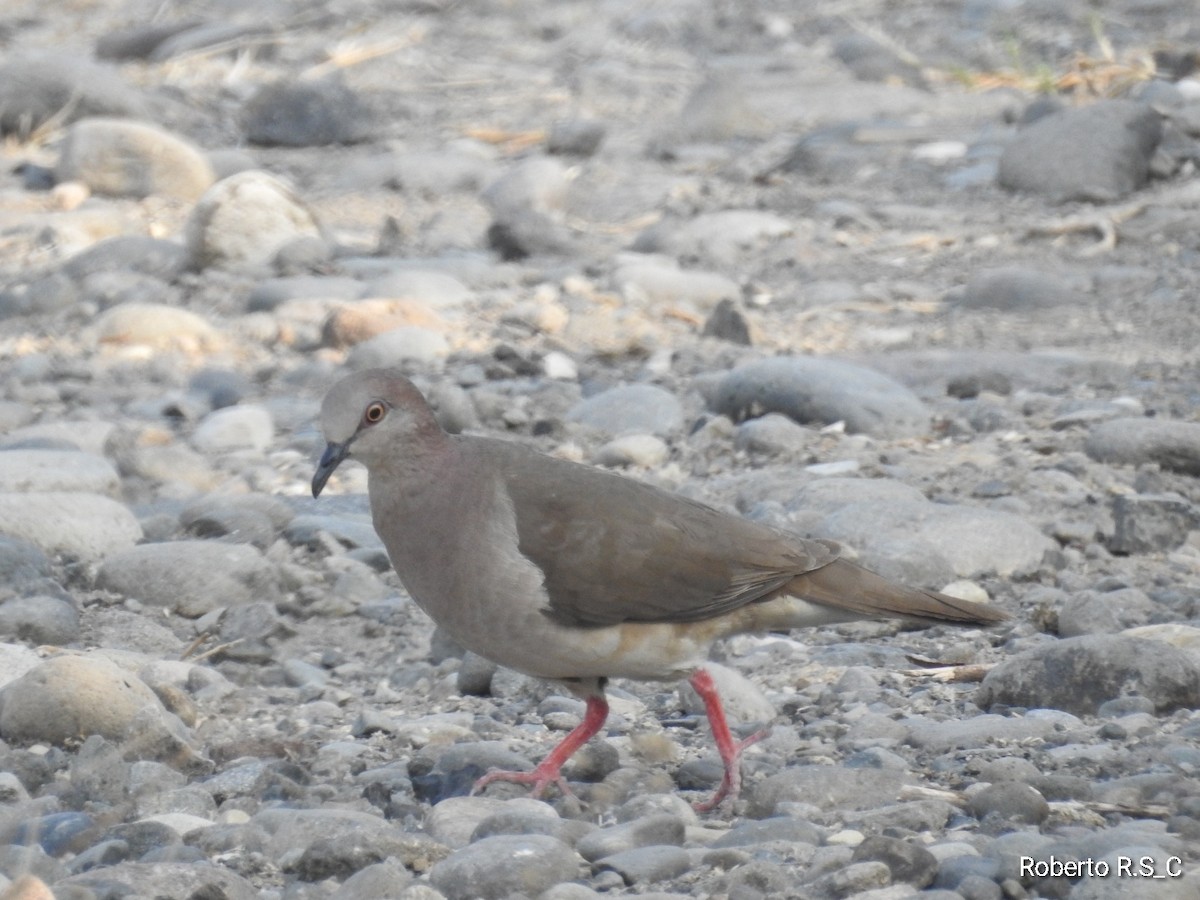 White-tipped Dove - ML620157130