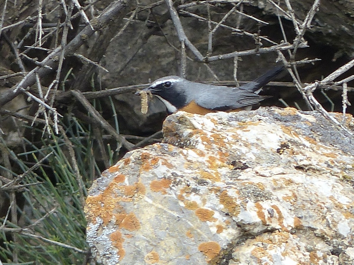 Iranie à gorge blanche - ML620157136