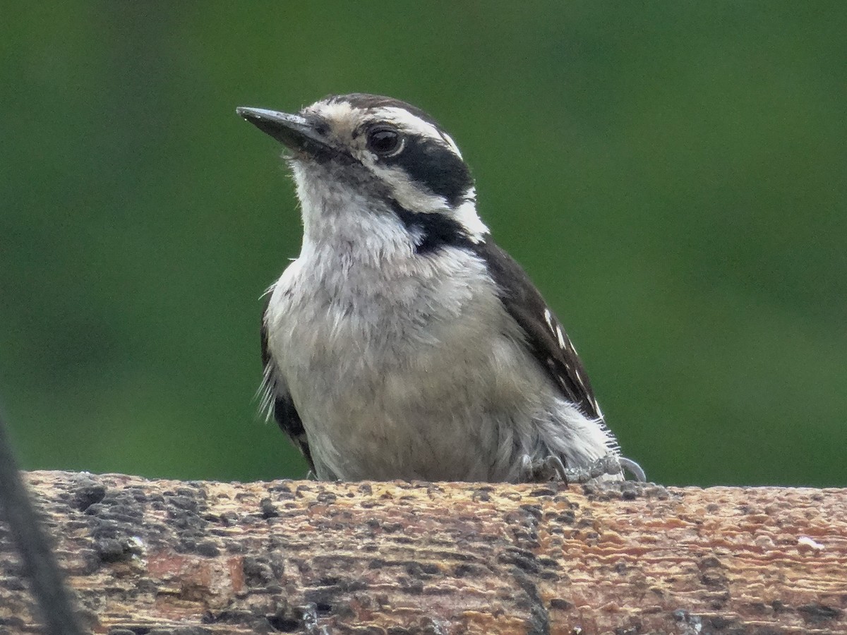 Downy Woodpecker (Eastern) - ML620157142