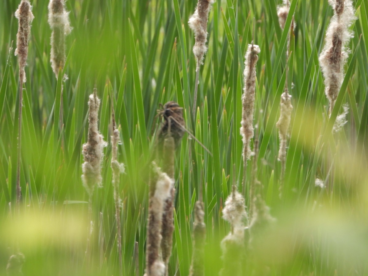 Swamp Sparrow - ML620157143