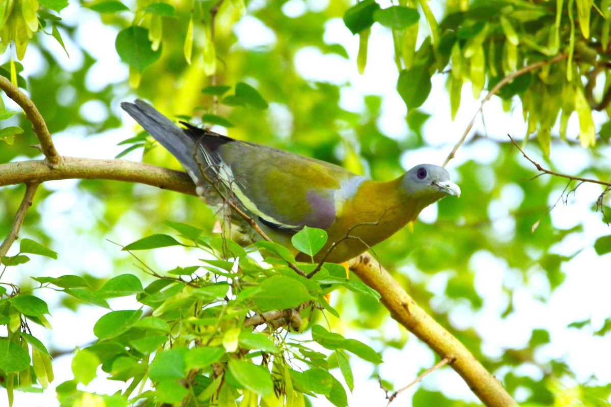 Yellow-footed Green-Pigeon - ML620157156