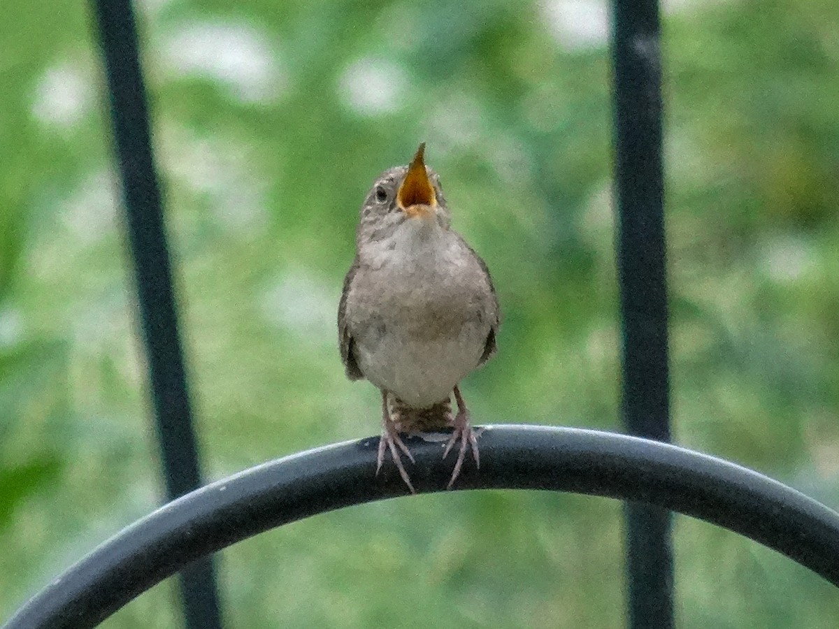 House Wren (Northern) - ML620157164