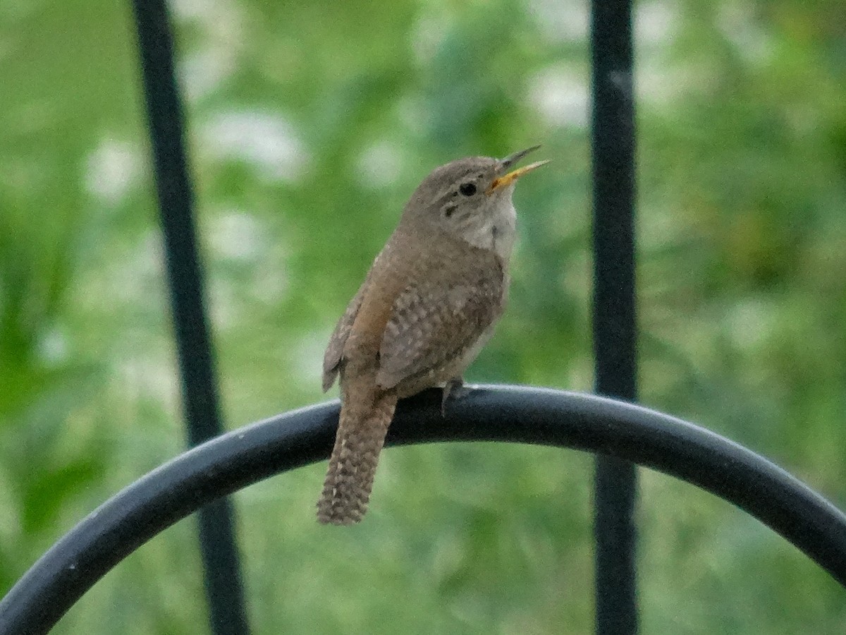 House Wren (Northern) - ML620157169