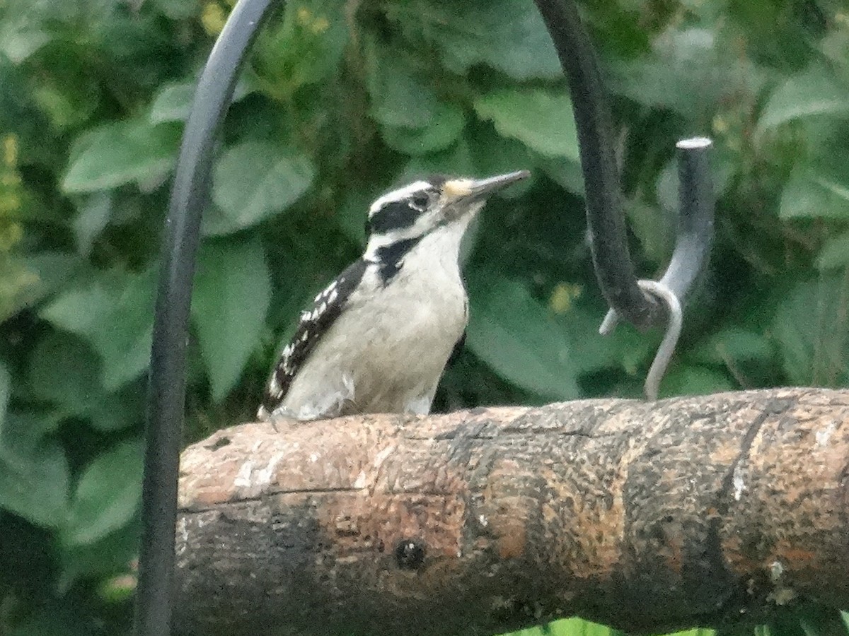 Hairy Woodpecker (Eastern) - ML620157175