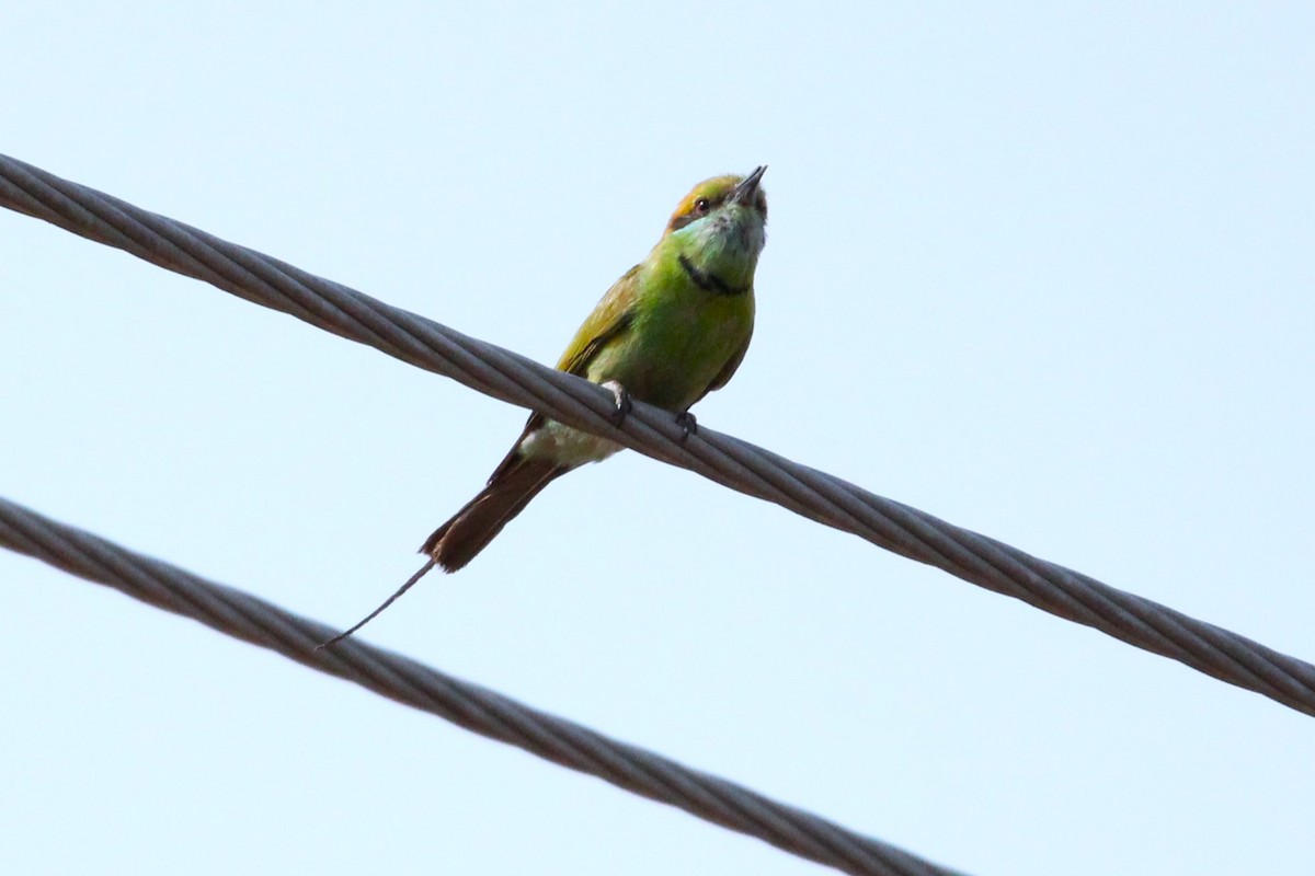 Asian Green Bee-eater - ML620157179