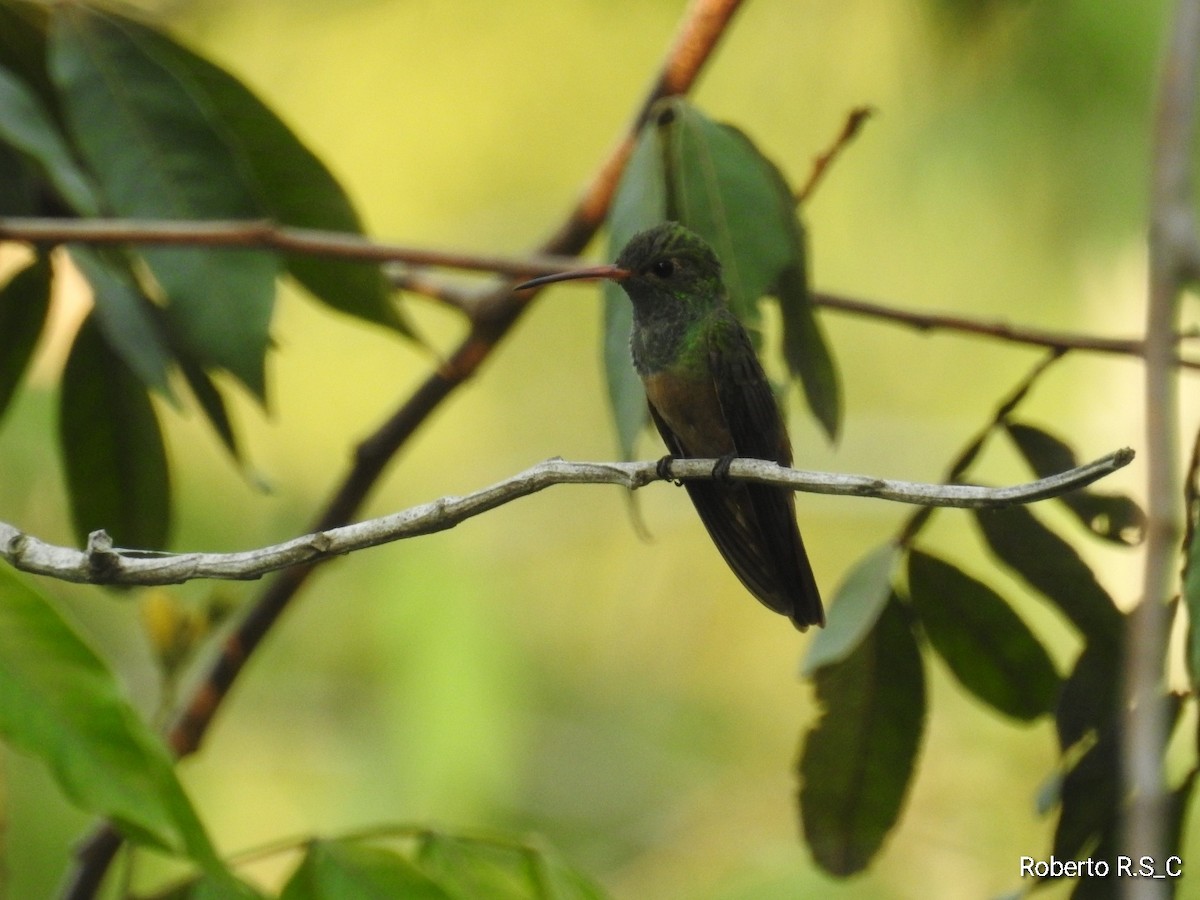 kolibřík yukatanský - ML620157191