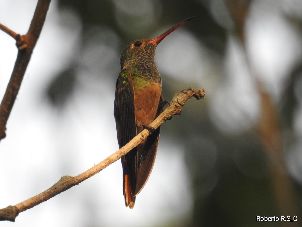 Buff-bellied Hummingbird - ML620157192