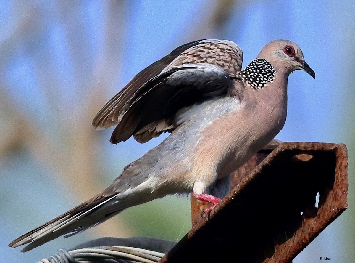 Spotted Dove - ML620157193