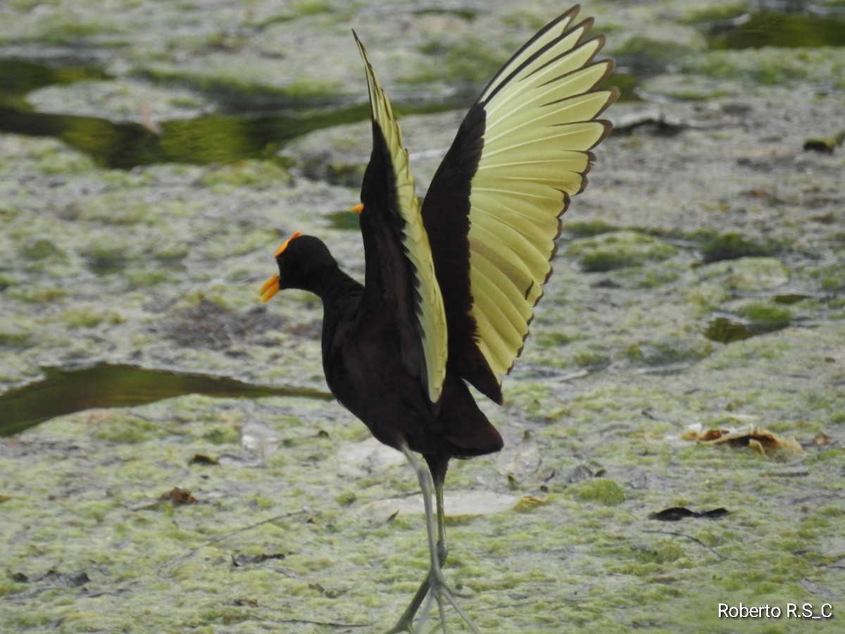 Jacana Centroamericana - ML620157197