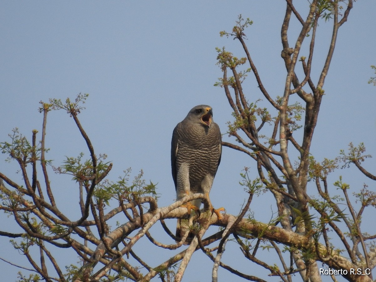 Gray Hawk - ML620157202