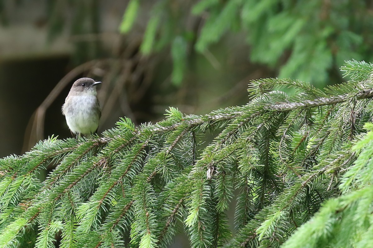 Eastern Phoebe - ML620157204