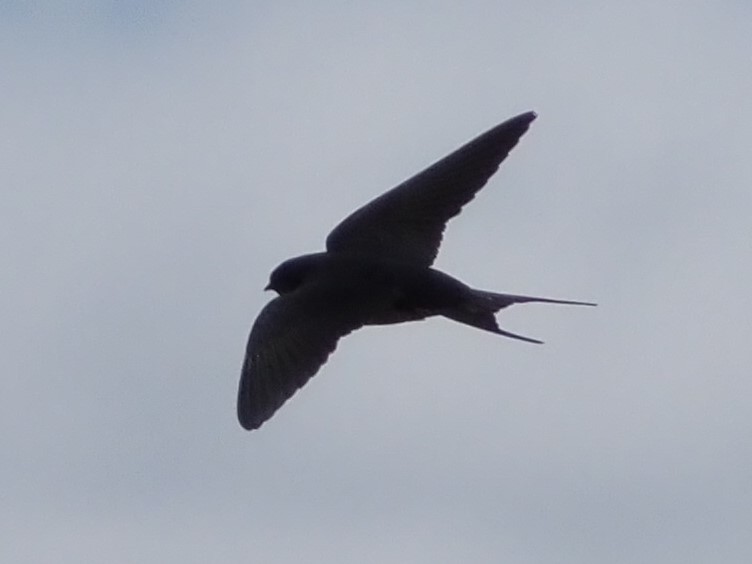 Barn Swallow - ML620157205