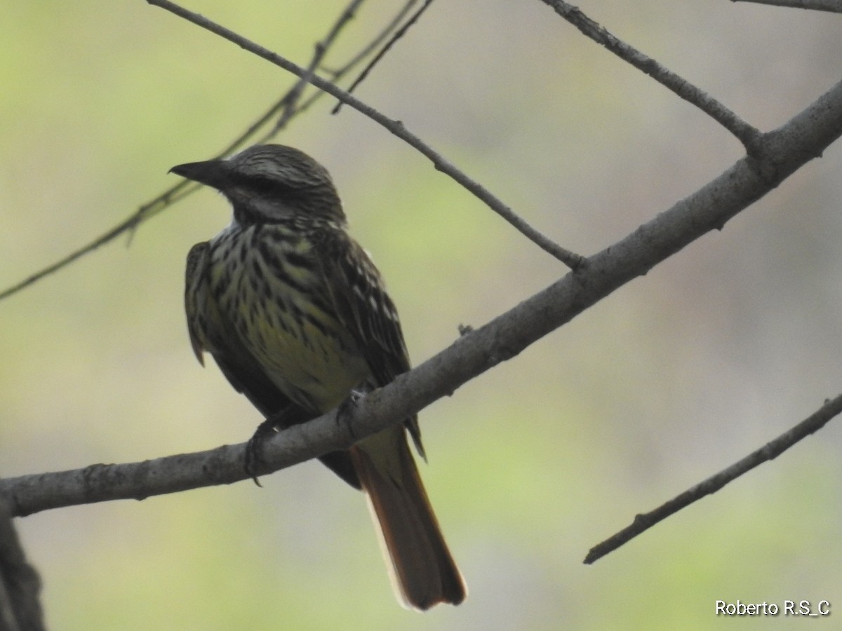 Sulphur-bellied Flycatcher - ML620157206