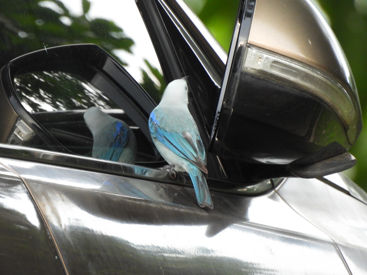 Blue-gray Tanager - ML620157212
