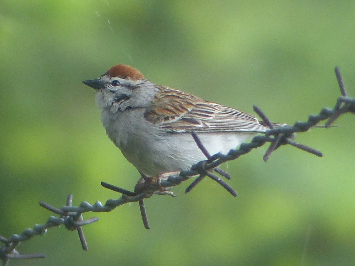 Chipping Sparrow - ML620157218