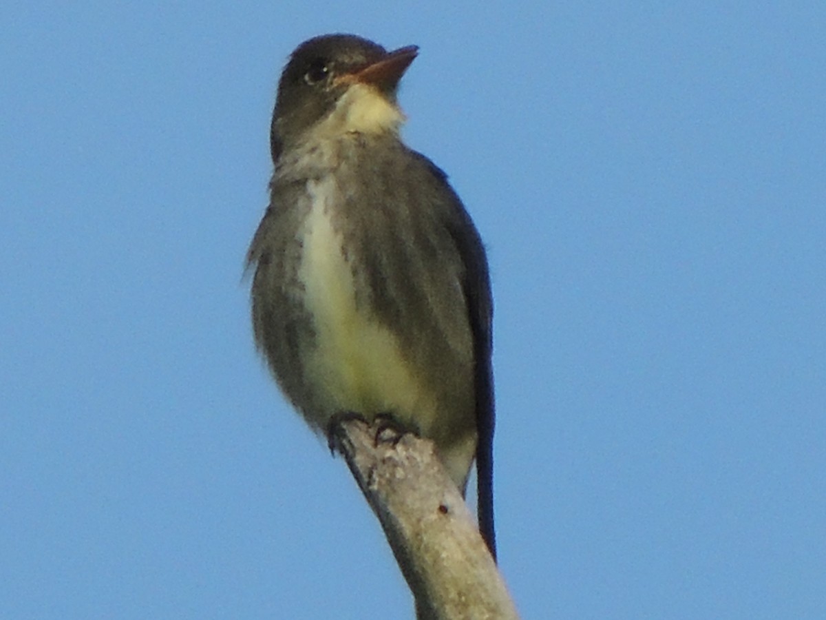 Olive-sided Flycatcher - ML620157220