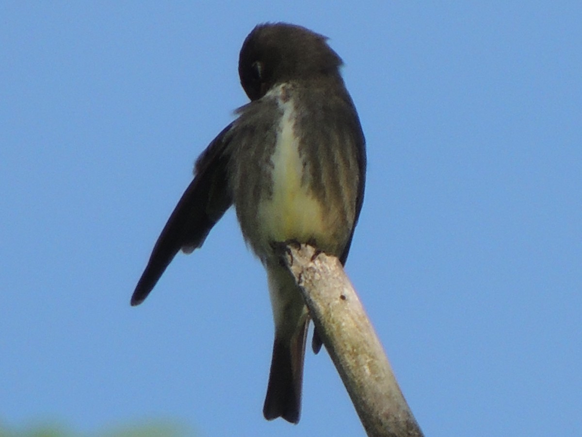 Olive-sided Flycatcher - ML620157223