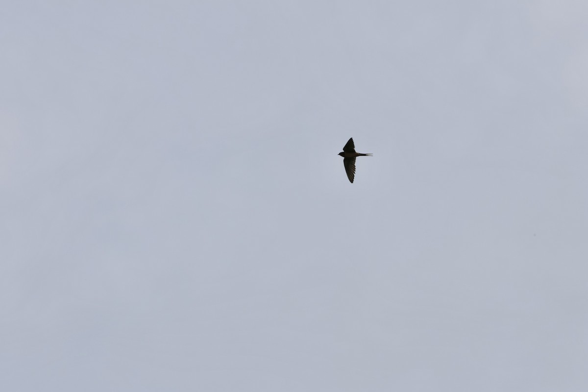 Barn Swallow - ML620157225