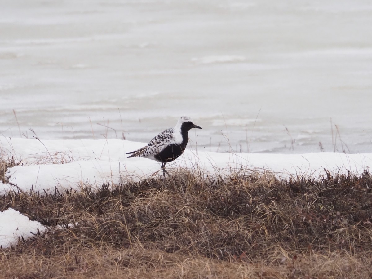 Black-bellied Plover - ML620157227