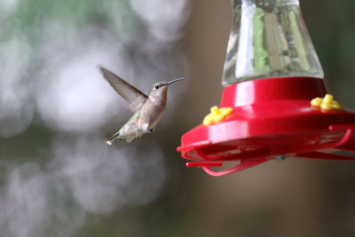 Ruby-throated Hummingbird - Kyle Gage