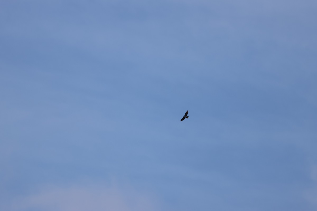 Plumbeous Kite - ML620157237