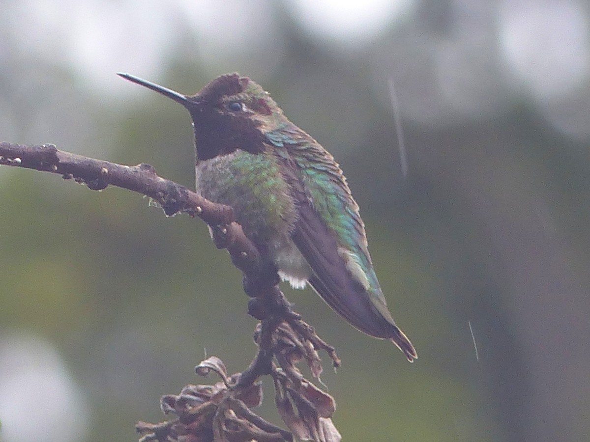 Anna's Hummingbird - ML620157243
