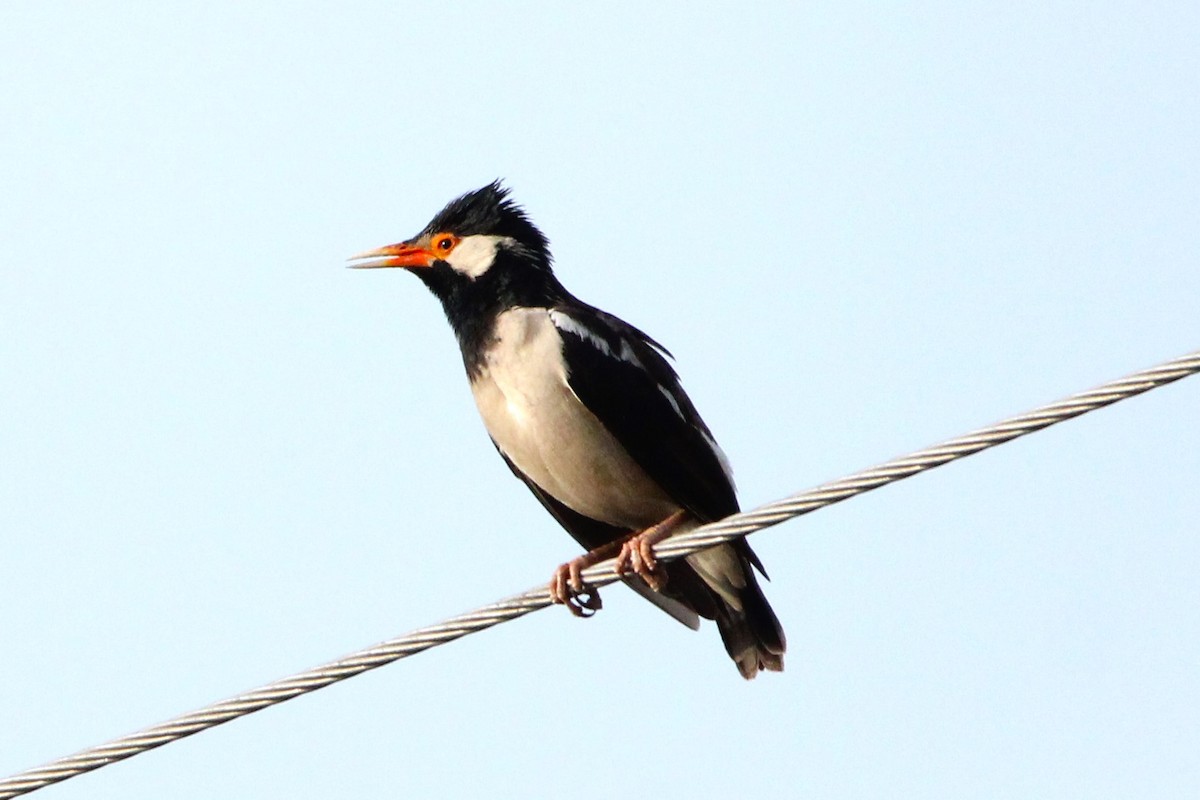 Indian Pied Starling - ML620157250