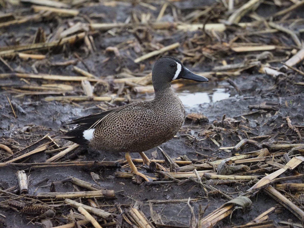 Blue-winged Teal - ML620157258