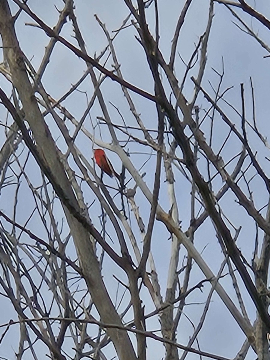 Scarlet Tanager - ML620157261