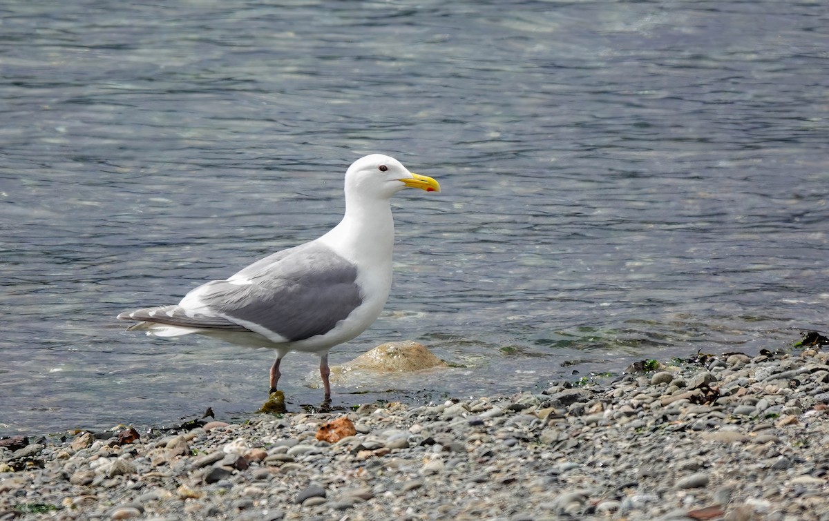 Glaucous-winged Gull - ML620157264