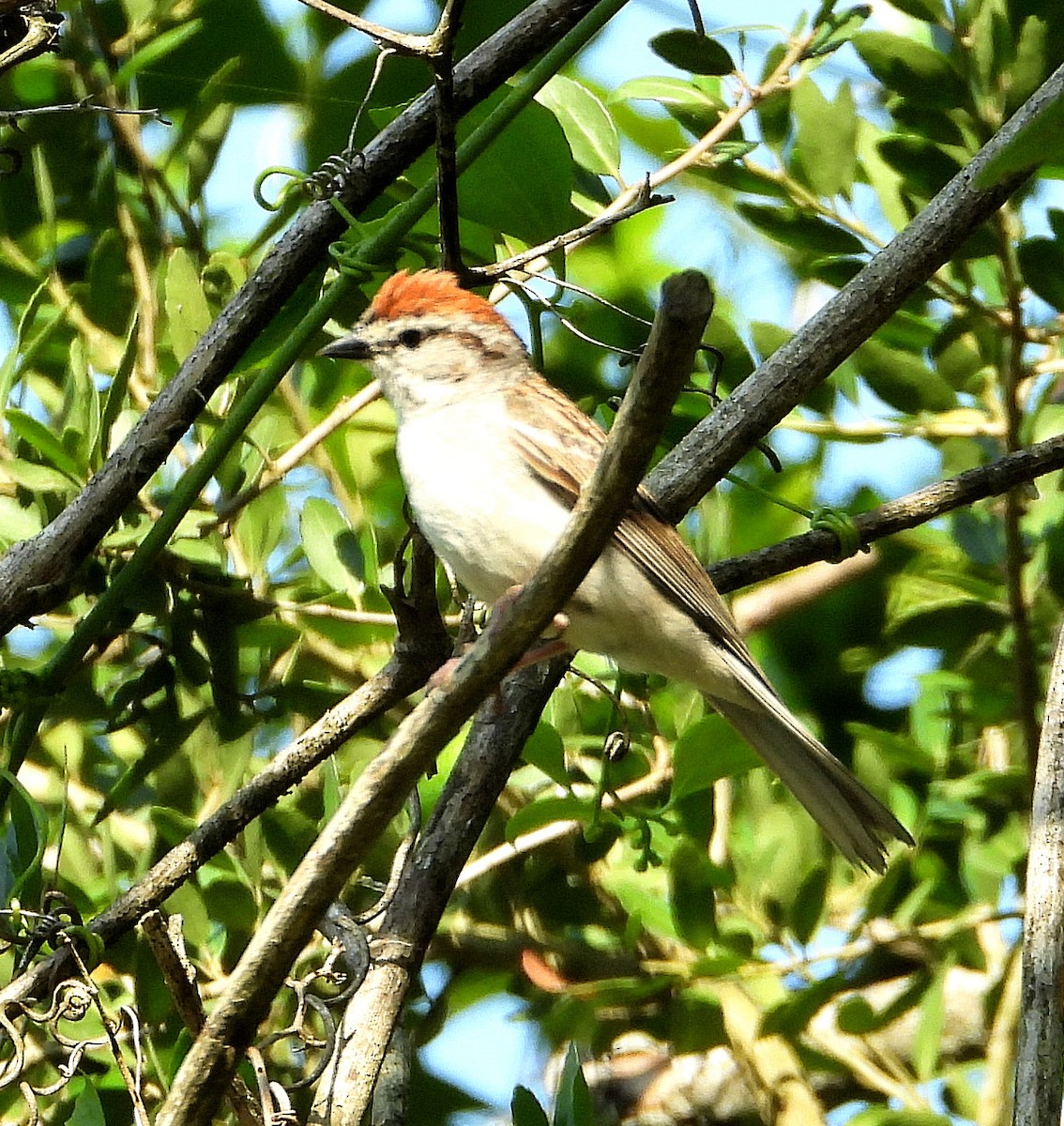 Chipping Sparrow - ML620157274