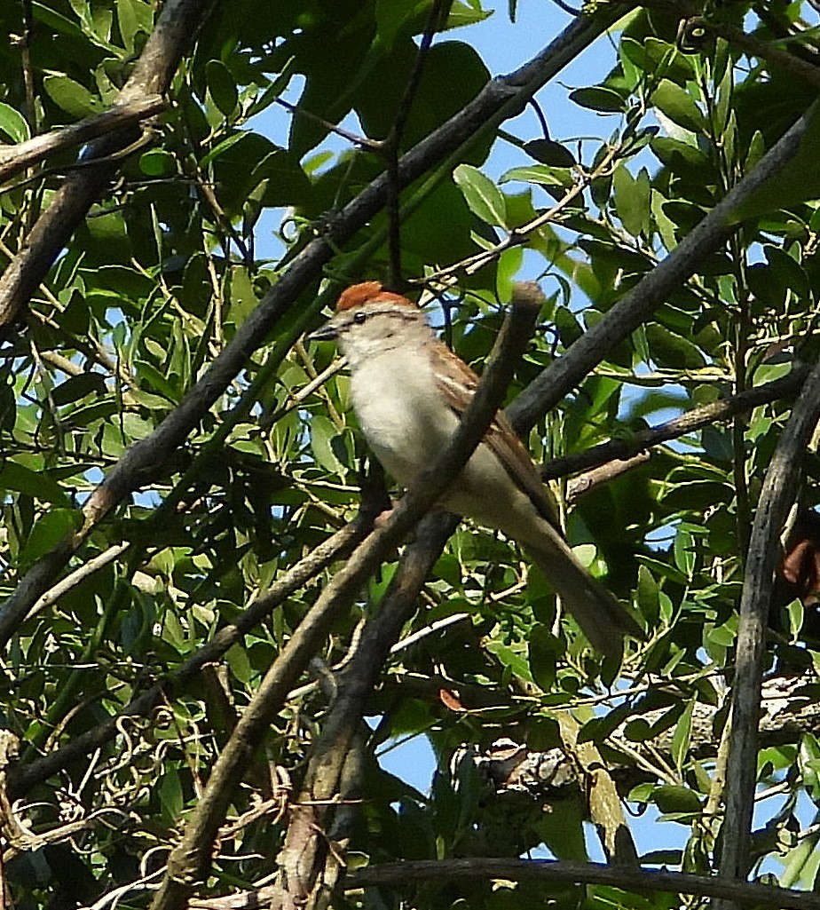 Chipping Sparrow - ML620157280