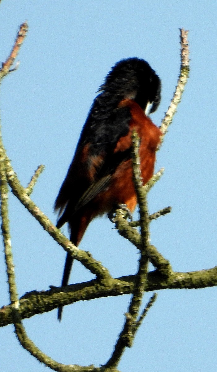 Orchard Oriole - ML620157287