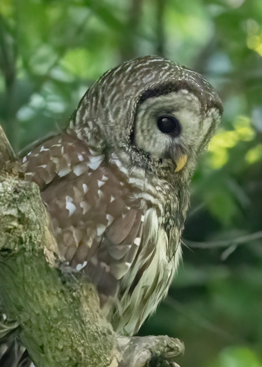 Barred Owl - ML620157288