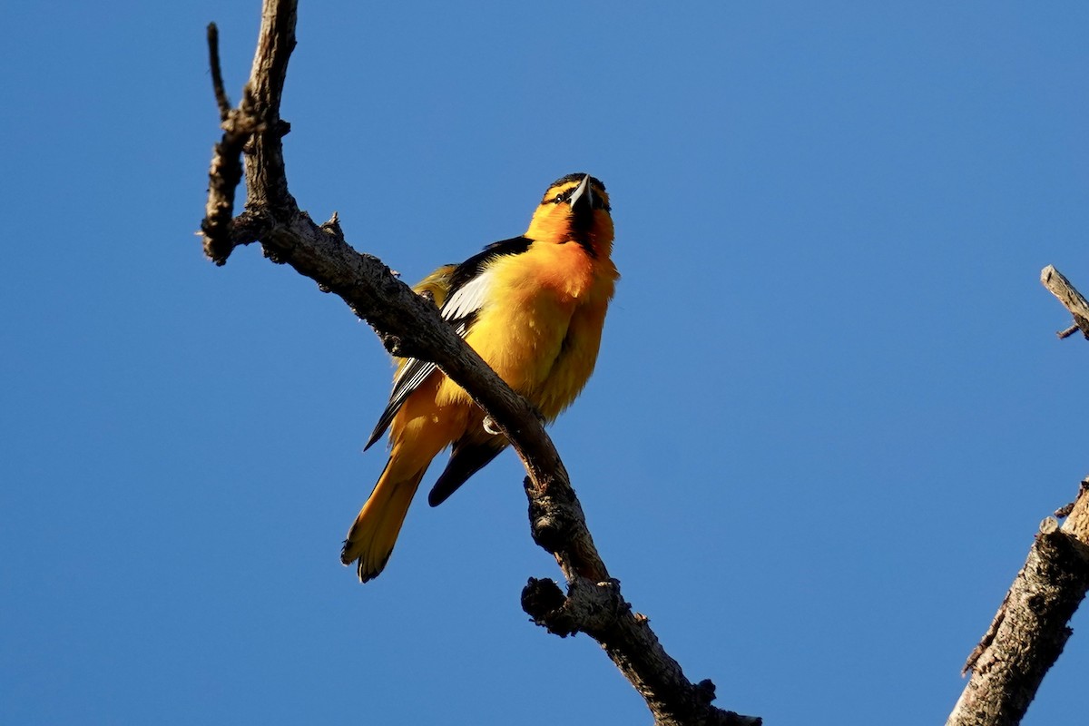 Bullock's Oriole - ML620157294