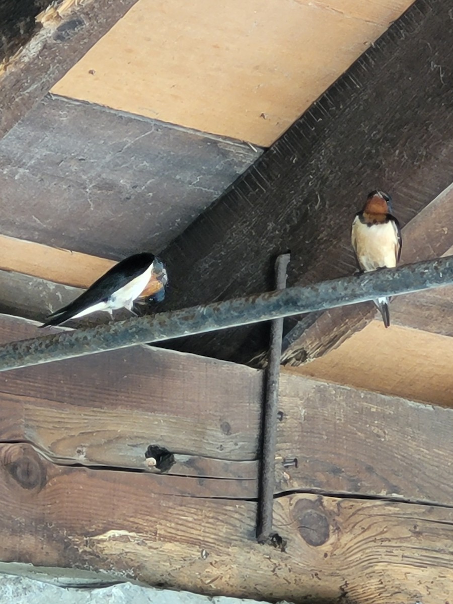 Barn Swallow (American) - ML620157296