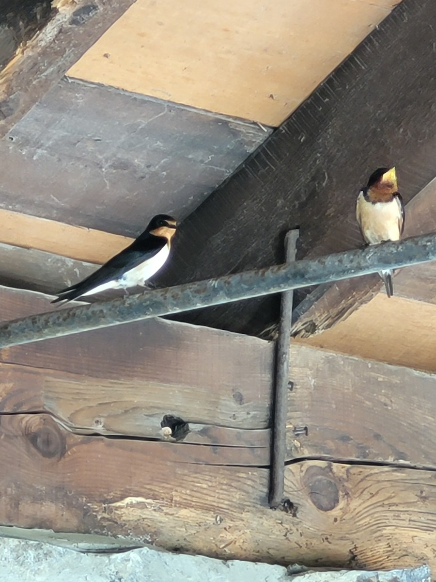 Barn Swallow (American) - ML620157297