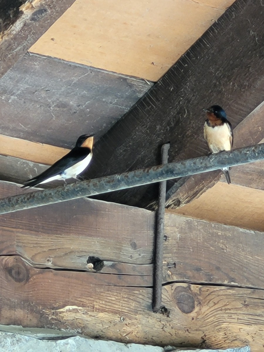 Barn Swallow (American) - ML620157298