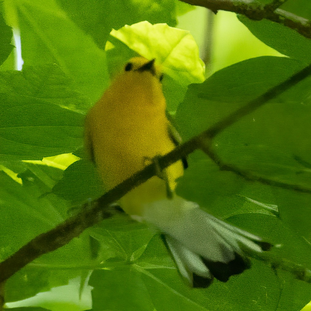 Prothonotary Warbler - ML620157301