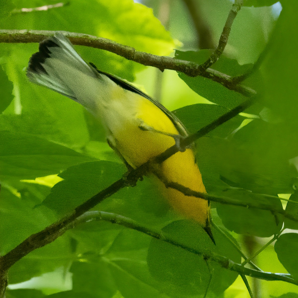 Prothonotary Warbler - ML620157302