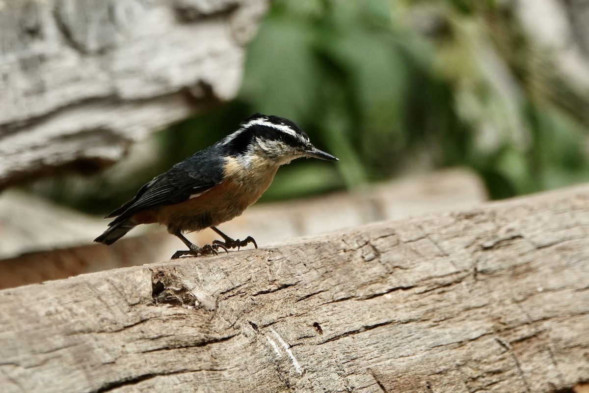 Red-breasted Nuthatch - ML620157308