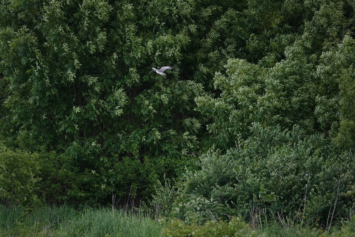 Northern Harrier - ML620157312