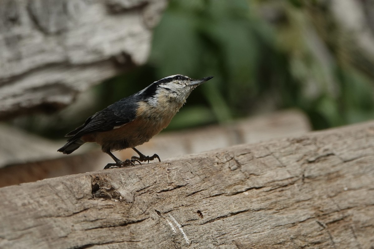 Red-breasted Nuthatch - ML620157316
